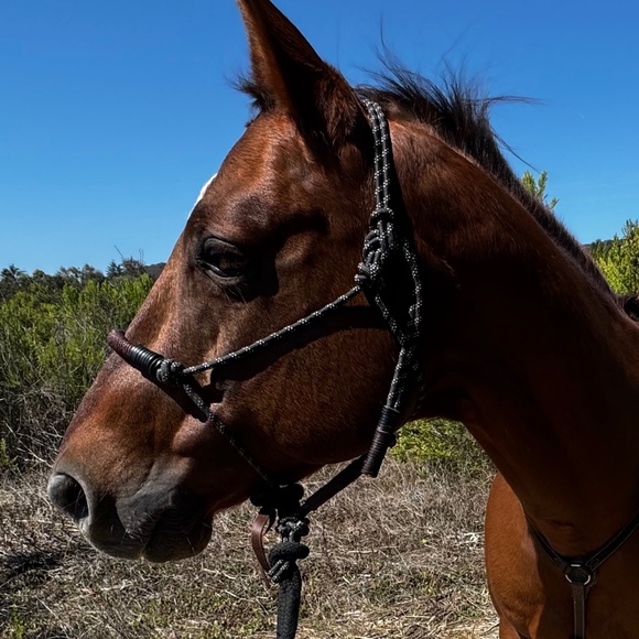 Handmade In Southern California, Bosal style Rope Halter - Picture 9 of 16